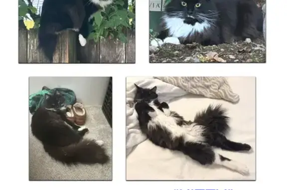 Friendly Tuxedo Cat Missing in Covington