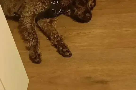 Chien chocolat trouvé à Rennes - photo
