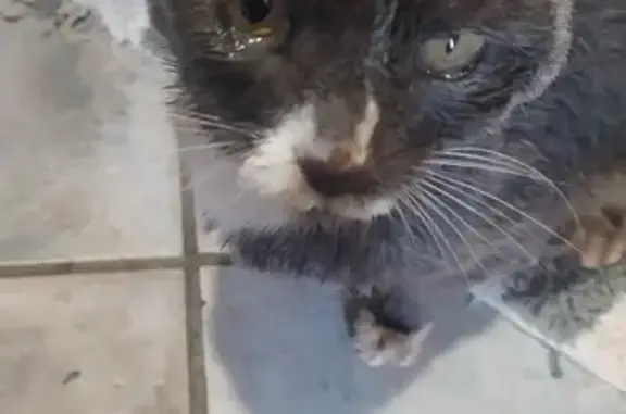 Chat castré trouvé à La Baule-Escoublac - photo