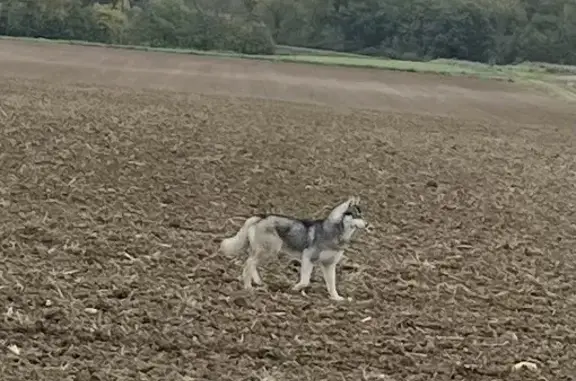 Husky blanc/gris errant à Lévignac - photo