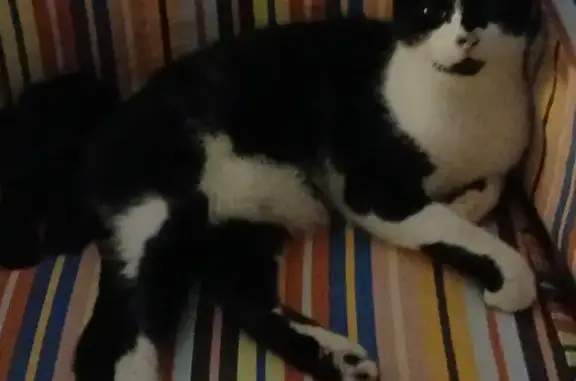 Chat noir et blanc disparu à Ussac - photo