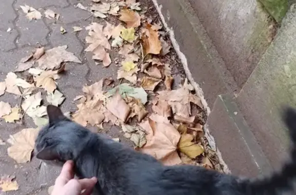 Petite chatte grise trouvée à Strasbourg - photo