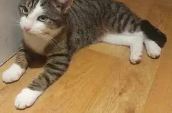 Animaux trouvés Besançon, photo: Chat mâle tigré trouvé à Besançon