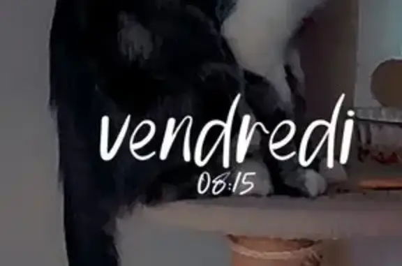 Chat perdu, Lens, photo: Aidez à retrouver T'choupi, chat perdu 🐾