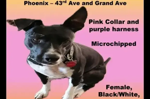 Lost Dog: Black & White Female in Phoenix