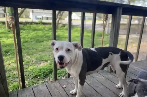 Lost Pitbull: Limping Booskie in Conyers