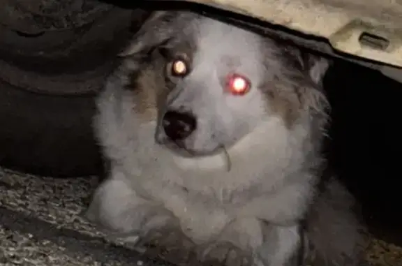 Chien trouvé Appoigny, photo: Chien craintif trouvé, collier avec numéro