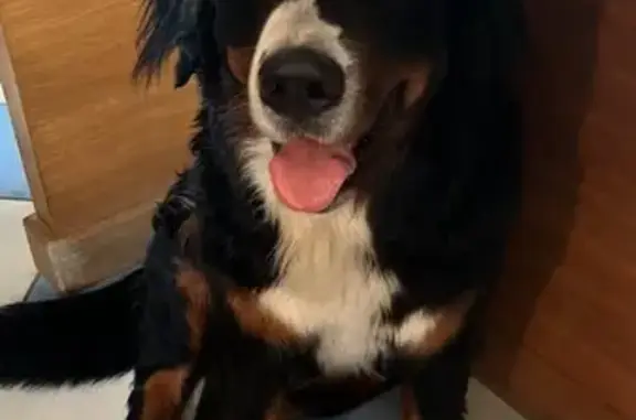 Chien perdu Reyrieux, photo : Chienne Freya perdue à Reyrieux