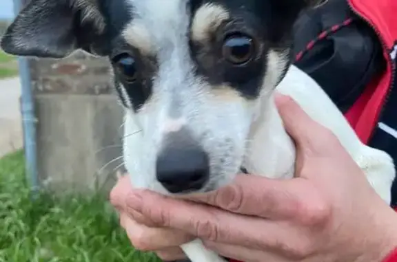 Chien trouvé , photo: Jack Russel trouvé à Le Verger (35160)