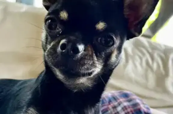 Chihuahua noir Ugo perdu à Treffiagat - photo