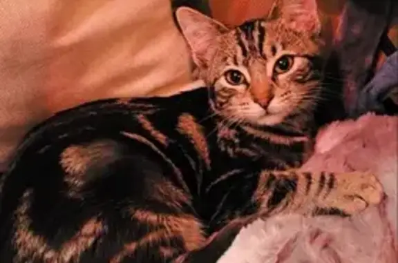 Lost Tiger Kitten: N. 161st Omaha