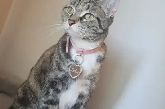 Lost Tabby Cat on North Porter Rd