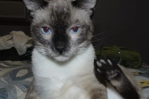 Lost Siamese Cat: Sweet, Shy, & Scarred