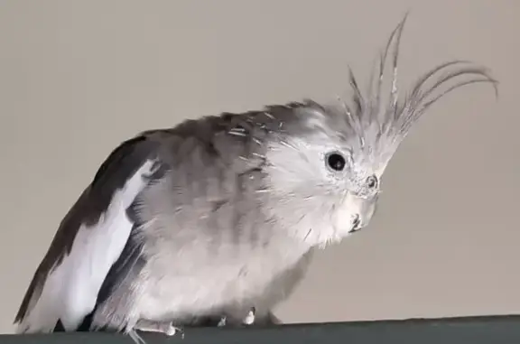 Lost Cockatiel Lulu in Port Fa...