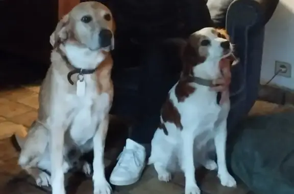 Chien perdu Le Rouret, photo : Deux chiens disparus au Rouret