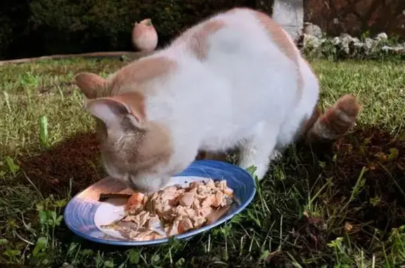 Animaux trouvés Le Cannet, photo: Chat trouvé Route de Valbonne, Le Cannet