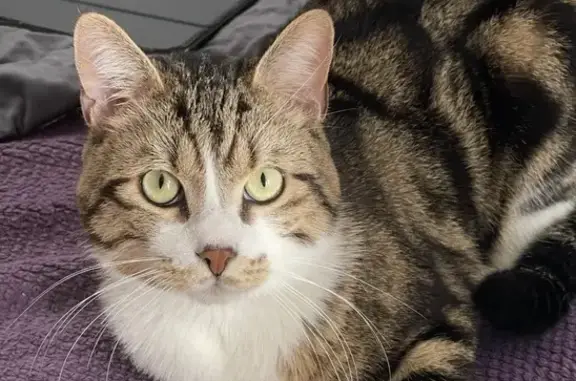 Animaux perdus Thionville, photo: Chat perdu : tigré/blanc, collier gris, Thionville