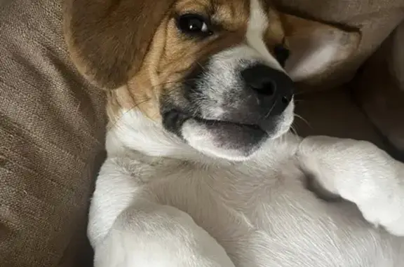 Animaux perdus , photo: Chiot Beagle-Bouledogue perdu à Magny