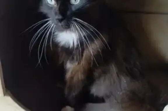 Chat perdu à Antezant-la-Chapelle - photo