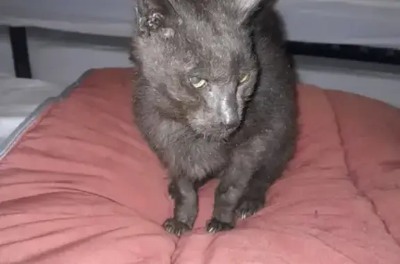 Chat maigre trouvé, pelade, Route de la Vove - photo