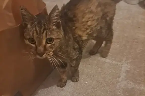 Chat trouvé Fouesnant, photo: Chat trouvé maigre et sociable à Fouesnant