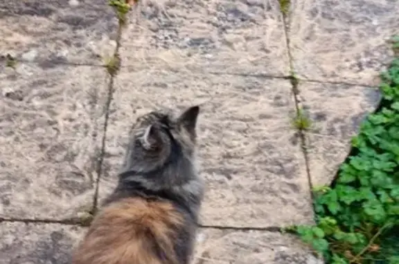 Chat câlin fauve trouvé à Belfort - photo