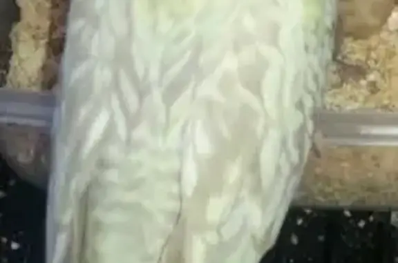 Help Find Our Lost Cockatiel - Salisbury