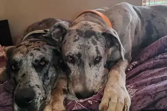 Lost Great Dane: Light Grey, Benoni