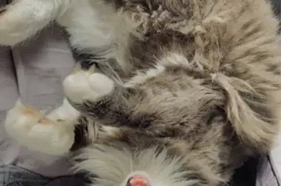 Chat perdu, Pluneret, photo: Chat perdu : Merlin, 5 ans, gris et blanc