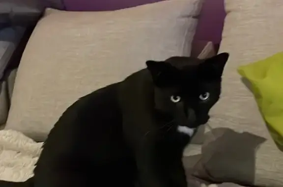 Animaux perdus Divonne-les-Bains, photo: Chat Oreo perdu à Divonne-les-Bains