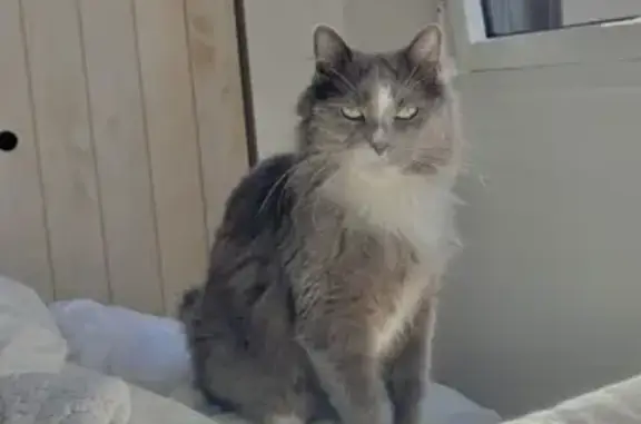 Chat perdu, Pluneret, photo: Chat gris Merlin disparu à Pluneret