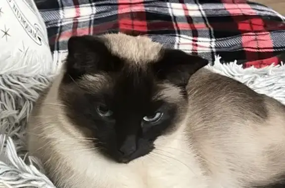 Chat siamois mâle perdu à Saint-Dié - photo