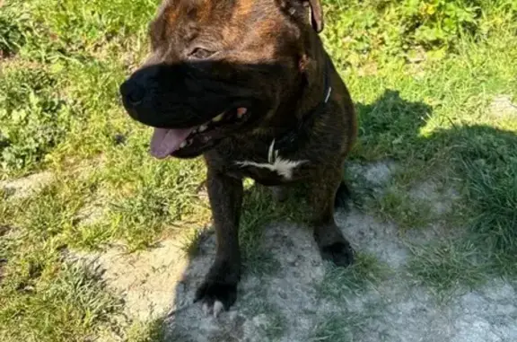 Animaux perdus Callas, photo: Staffie bringé perdu à Callas