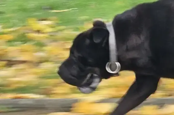 Chien craintif avec collier gris trouvé - photo