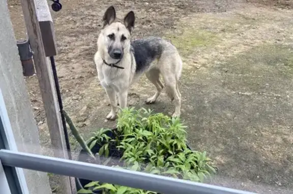 Berger allemand trouvé à Saint-Quentin - photo