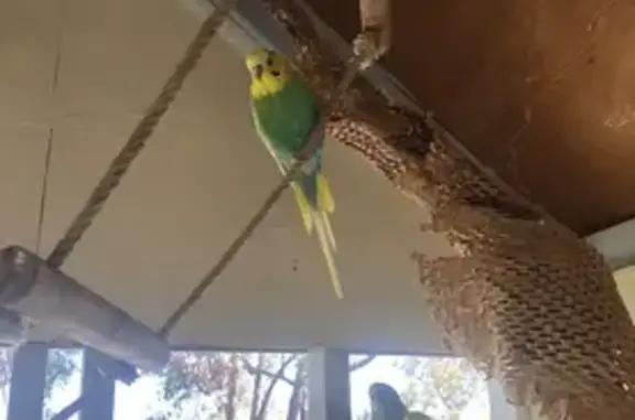 Lost Budgie: Yellow & Green in Maroondah