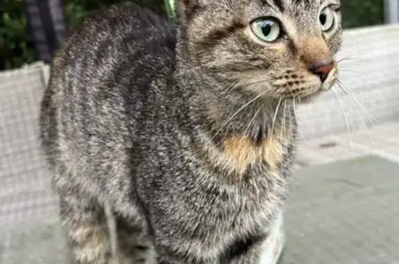 Chatte européenne maigre trouvée à Neuilly - photo