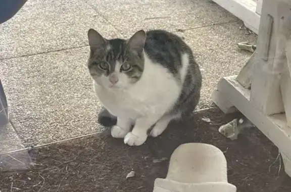 Chat mâle trouvé sans collier à Damvix - photo