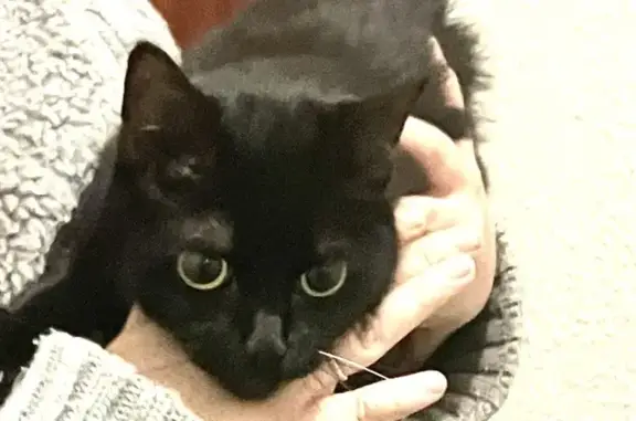 Animaux trouvés Cenon, photo: Chat noir trouvé à Cenon dans un escalier
