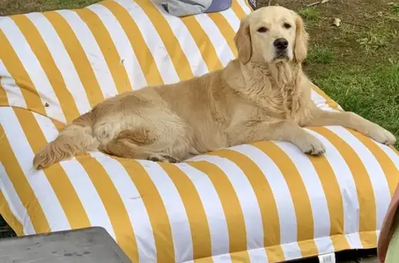 Chien perdu Guidel-Plage, photo : Golden Retriever sable perdue à Guidel