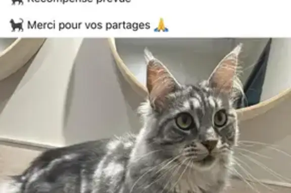 Chat perdu, Halluin, photo: Chat perdu, Rue du Marquis de Nesle