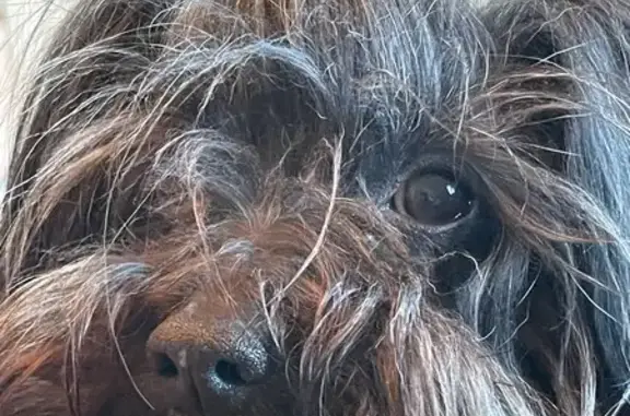 Animaux perdus Bourgogne-Franche-Comté, photo: Bichon havanais noir perdu à Avallon