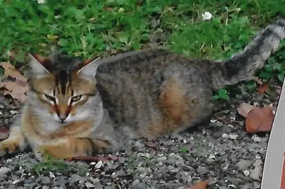Chat perdu, Neuville-sur-Sarthe, photo: Chat disparu à Neuville-sur-Sarthe