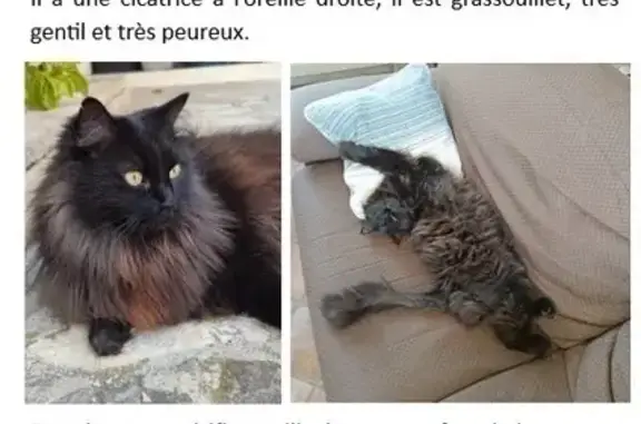 Chat noir 7 ans disparu à Velaux - photo