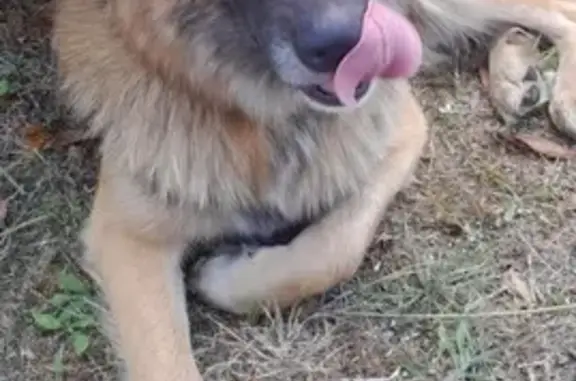 Chien perdu , photo : Chien croisé 2 ans perdu à Nouhant