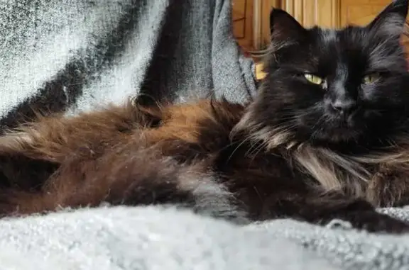Chat noir européen disparu à Velaux - photo