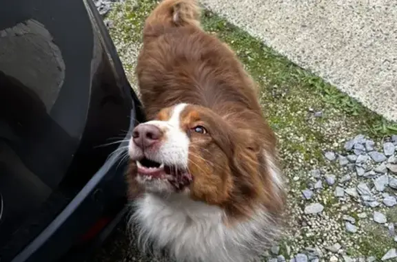 Chien errant pris par une passante à Poitiers - photo