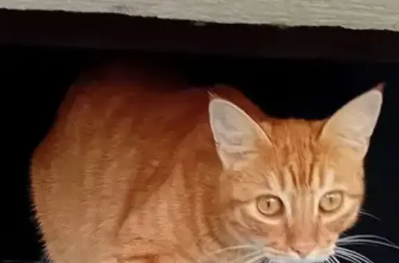 Chat Européen roux disparu à Pellevoisin - photo