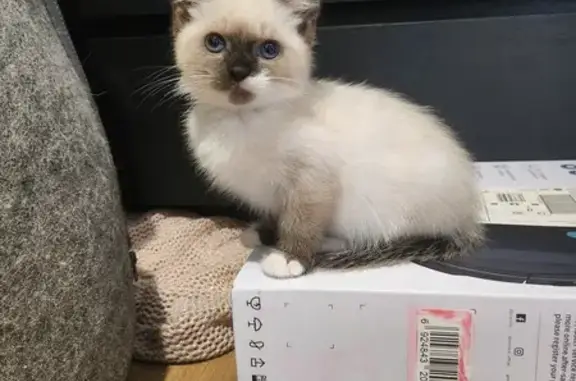 Animaux perdus Saint-Père-en-Retz, photo: Chaton 3 mois perdu à Saint-Père-en-Retz