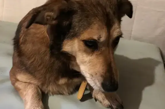 Chienne trouvée à Bonneuil-Matours - photo